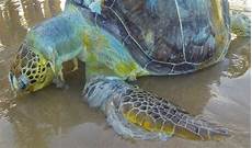 Ocean Plastic Bags