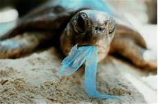 Plastic Bag Food
