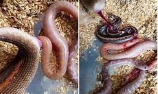 Snake Sand Bag
